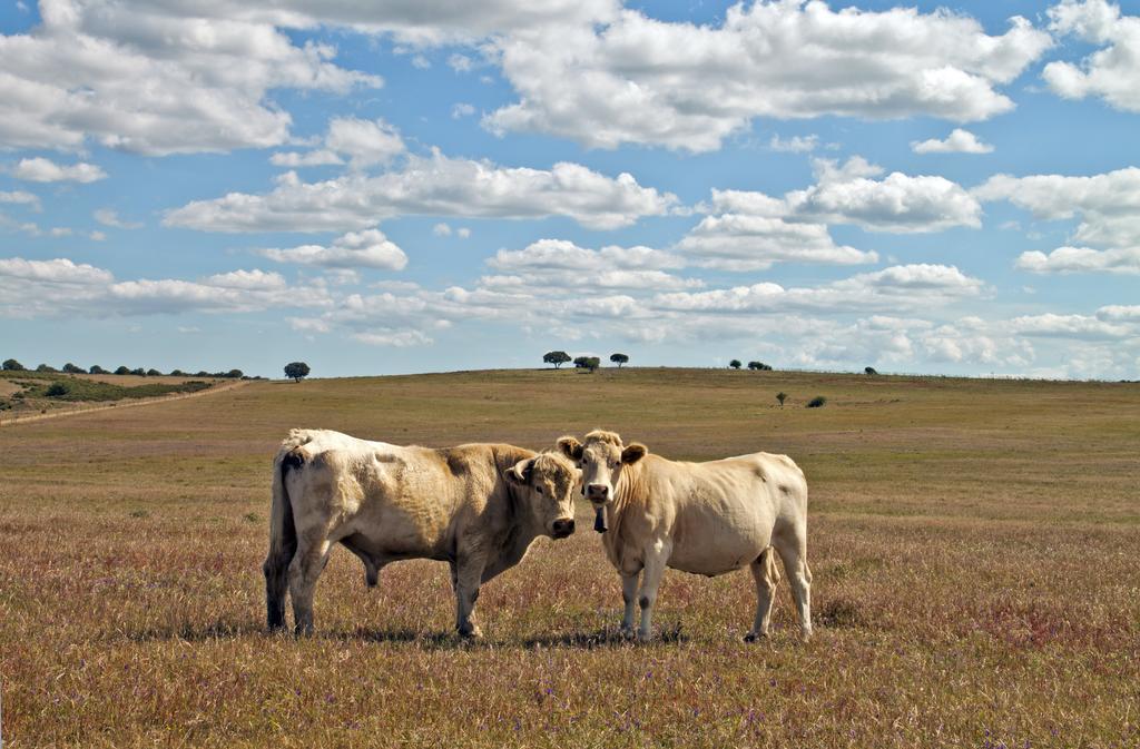 Farm stay O Monte Do Alhinho - *